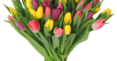 bukiet kolorowych tulipanów